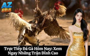 Trực Tiếp Đá Gà Hôm Nay Xem Ngay Những Trận Đỉnh Cao