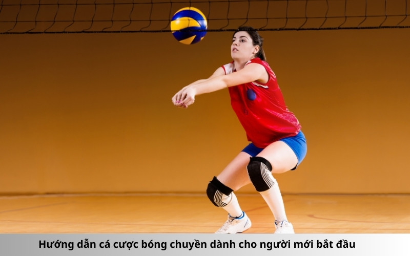 Hướng dẫn cá cược bóng chuyền dành cho người mới bắt đầu